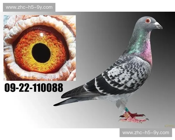 阵容波尔图：王者血统与青春风暴的完美融合